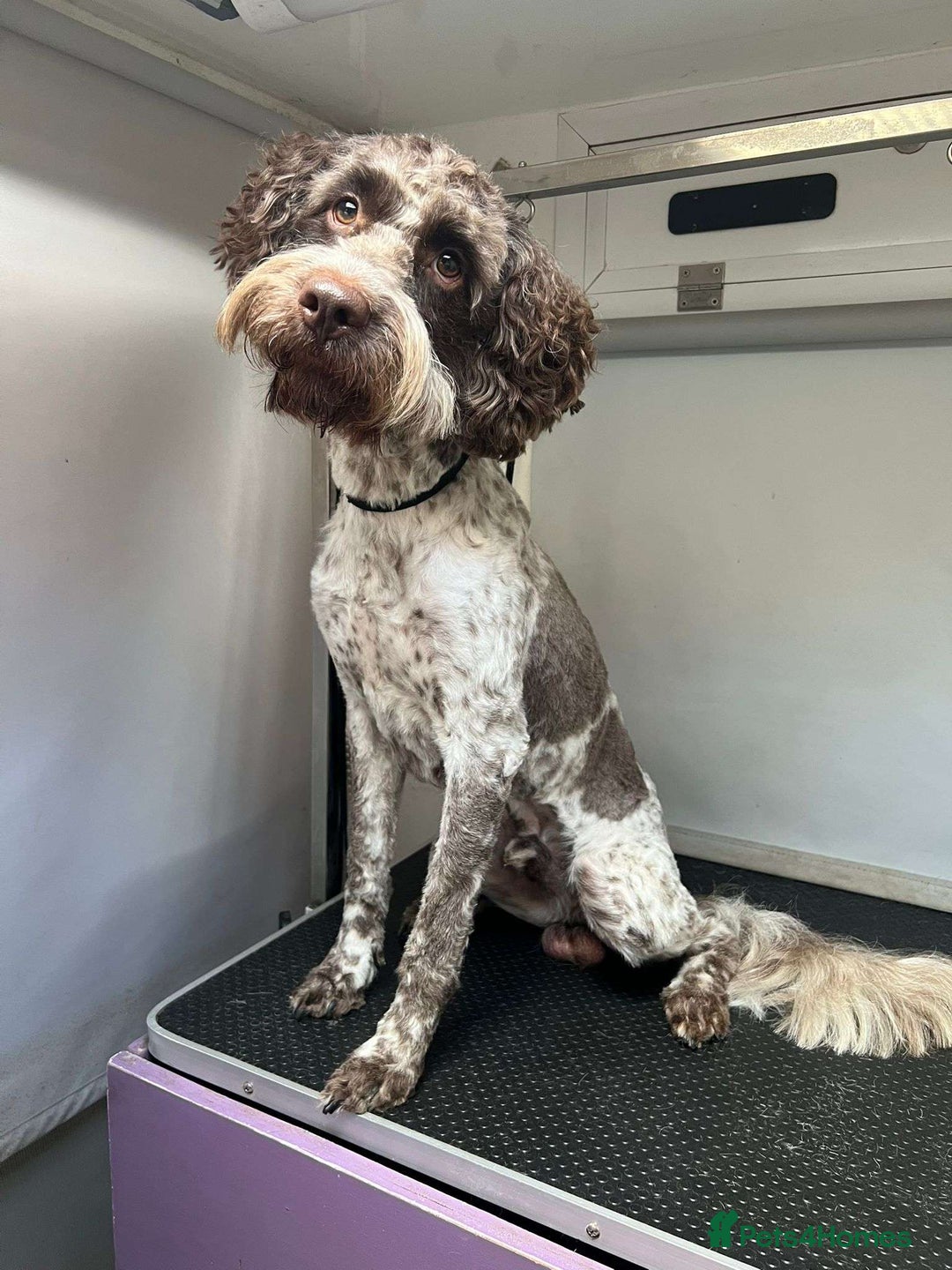 Cockapoo dogs for sale: 2 Year Old loving Cockerpoo - Image 4