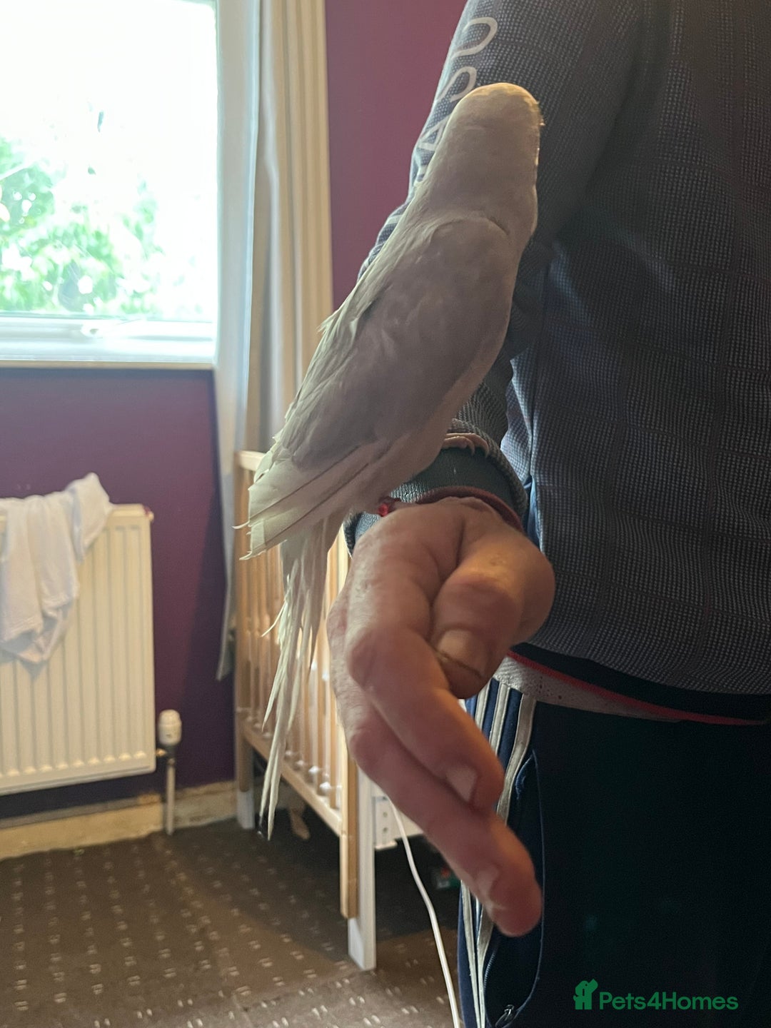 Ringnecks birds for sale: Hand tame clear tail ring neck - Image 4