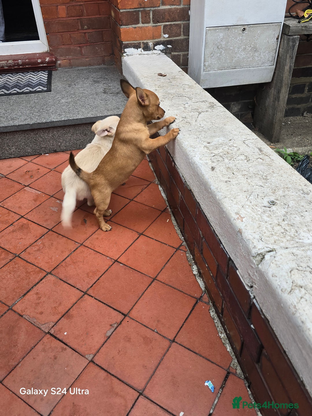 Mixed Breed dogs for sale: Puppy  - Advert 14