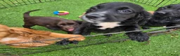 Cocker Spaniel dogs for sale: Working Type Cocker Spaniels - Advert 3