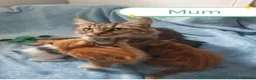 Mixed Breed cats for sale: Kitten - 9 weeks - Advert 6