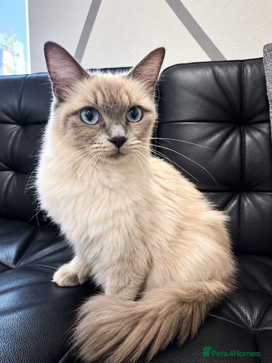 Ragdoll cats Female ragdoll - Advert 1