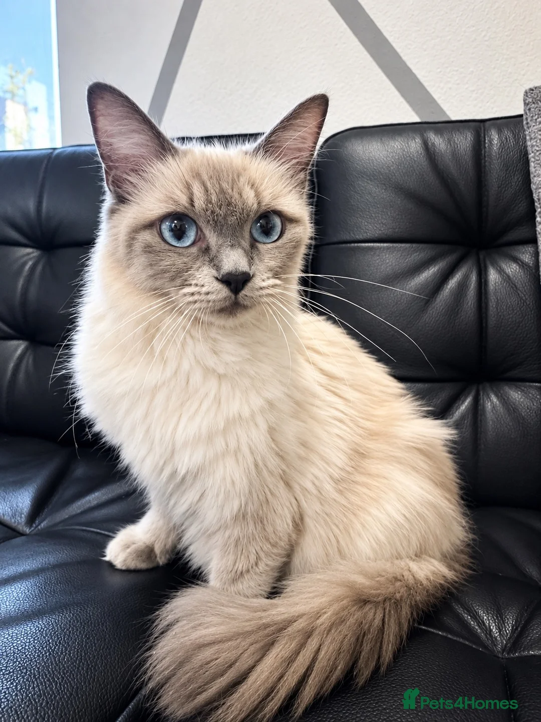 Ragdoll cats for sale: Female ragdoll in Chatham - Advert 1