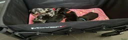 Dachshund dogs for sale: Dachshund puppys in Peterlee - Advert 6