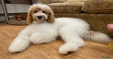 Cockapoo dogs in Milton Keynes - Advert 10