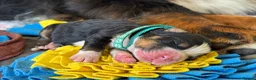 Bernese Mountain Dog dogs for sale: Beautiful Bernese Mountain Dog Puppies in Eye - Advert 14