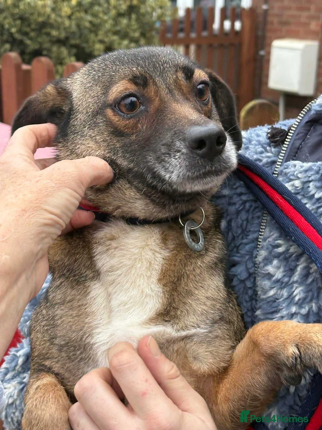 Mixed Breed dogs for adoption: Lindy - Norwich Norfolk  - Advert 3