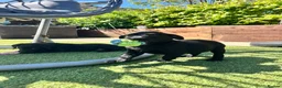 Labrador Retriever dogs for sale: Exceptional KC Reg Labrador Puppies For Sale! - Advert 7