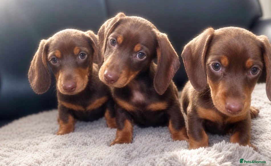 Miniature Dachshund dogs Miniature dachshunds  - Advert 18