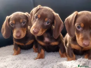 Miniature Dachshund dogs Miniature dachshunds - Advert 18