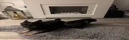 Mini Lop rabbits for sale: Mini Lop for sale in Northwich - Advert 3