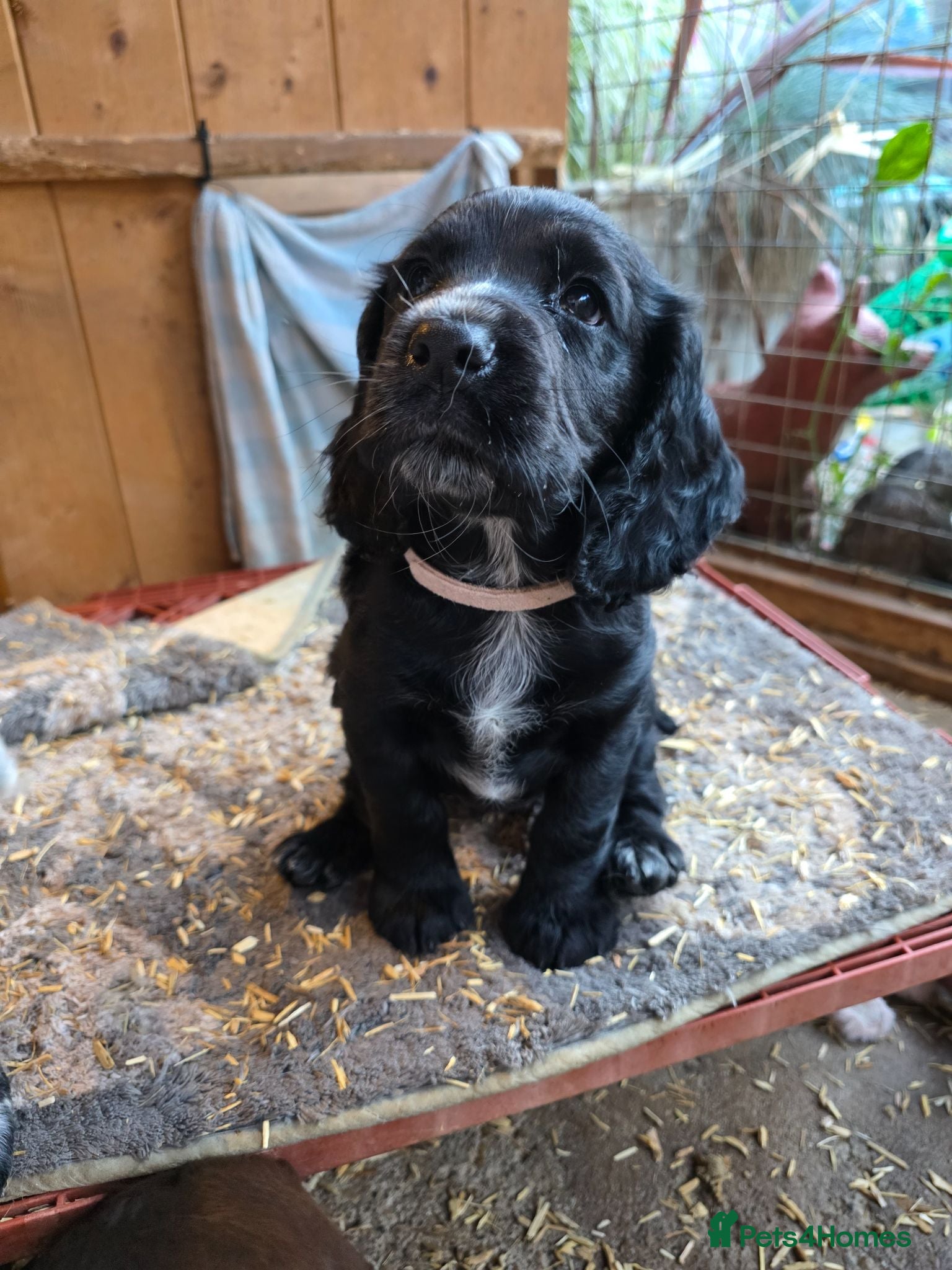 Cocker Spaniel dogs ( black bitch left ) cocker spaniel puppies  - Advert 3