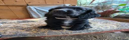 Cocker Spaniel dogs for sale: 4 working cocker spaniel puppies  in Tetbury - Advert 12