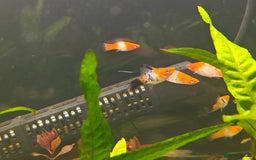 Swordtails fish for sale: Swordtails orange lyretail,kohak,tri colour  - Image 14