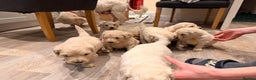 Goldendoodle dogs for sale: Golden doodle puppies  - Advert 21