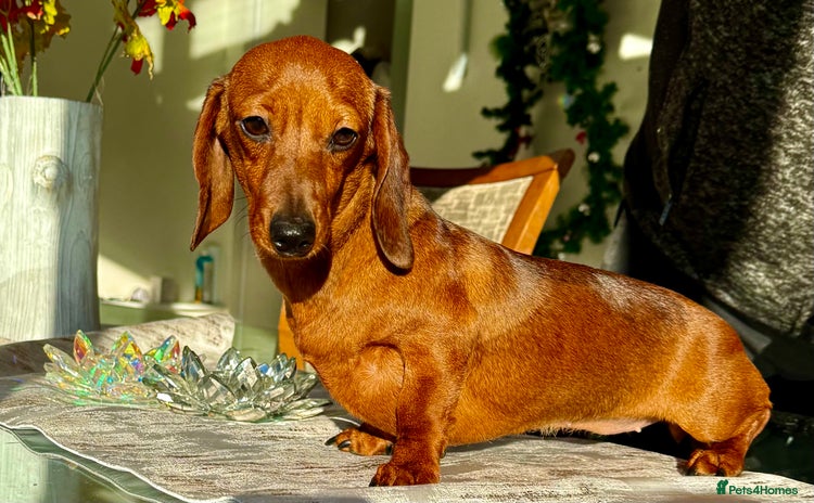 Miniature Dachshund dogs Pixie: The Little Dog Who Escaped the Darkness - Advert 4