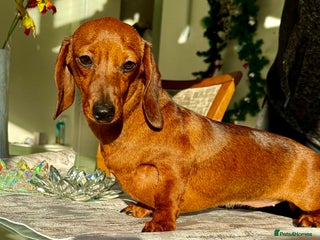 Miniature Dachshund dogs Pixie: The Little Dog Who Escaped the Darkness - Advert 3