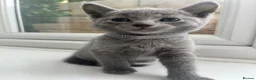 Russian Blue cats for sale: TICA REGISTERED Pure Breed Russian Blue Kittens - Advert 11