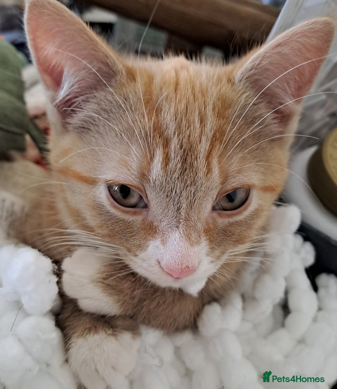 Mixed Breed cats for sale: 3 Stunning female kittens ready for their new home - Advert 8