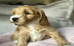Cockapoo dogs for sale: 2 female cockapoos 7 weeks old - Image 4