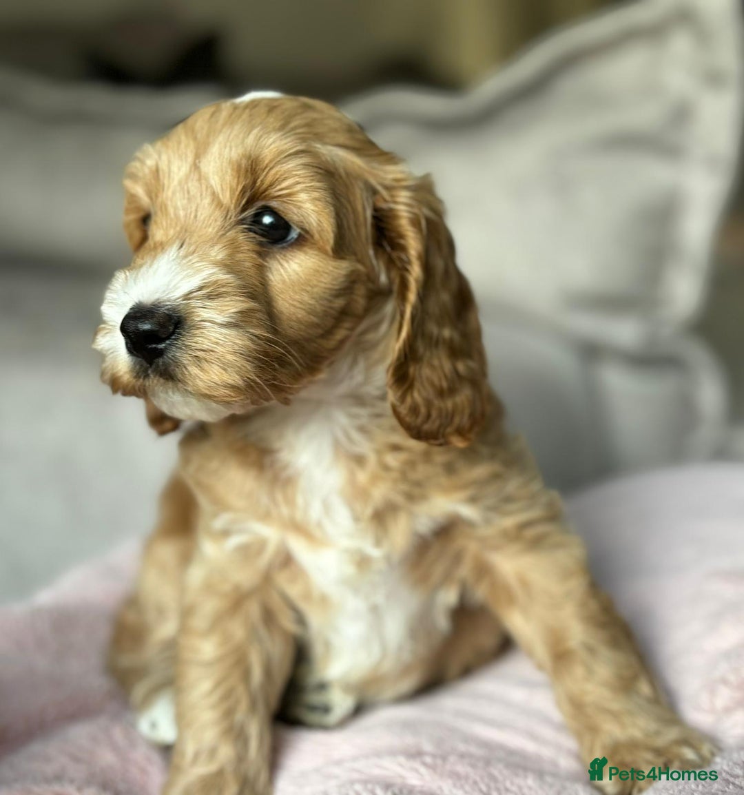 Cockapoo dogs for sale: 2 female cockapoos 7 weeks old - Image 4