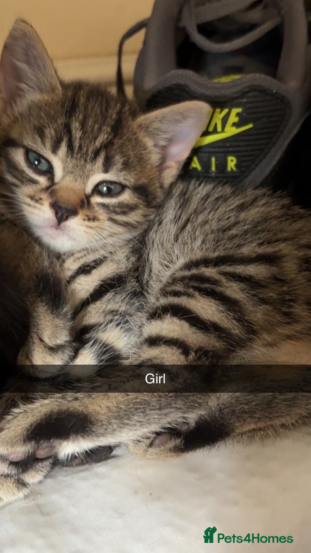 British Shorthair cats for sale: 5 beautiful kittens  - Image 3