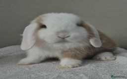 Mini Lop rabbits for sale: Mini lop bucks - Image 3