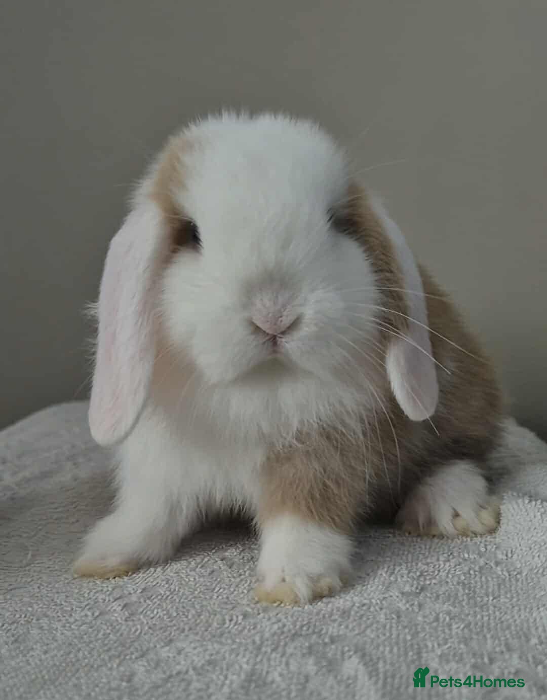 Mini Lop rabbits for sale: Mini lop bucks - Image 3