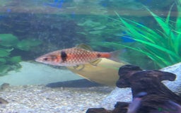 Other/Mixed Breed fish for sale: Tropical fish  - Image 4