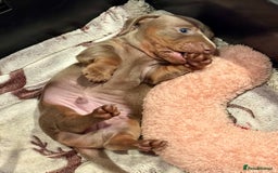 Dachshund dogs for sale: 2 Isabella dachshund puppies  - Image 9