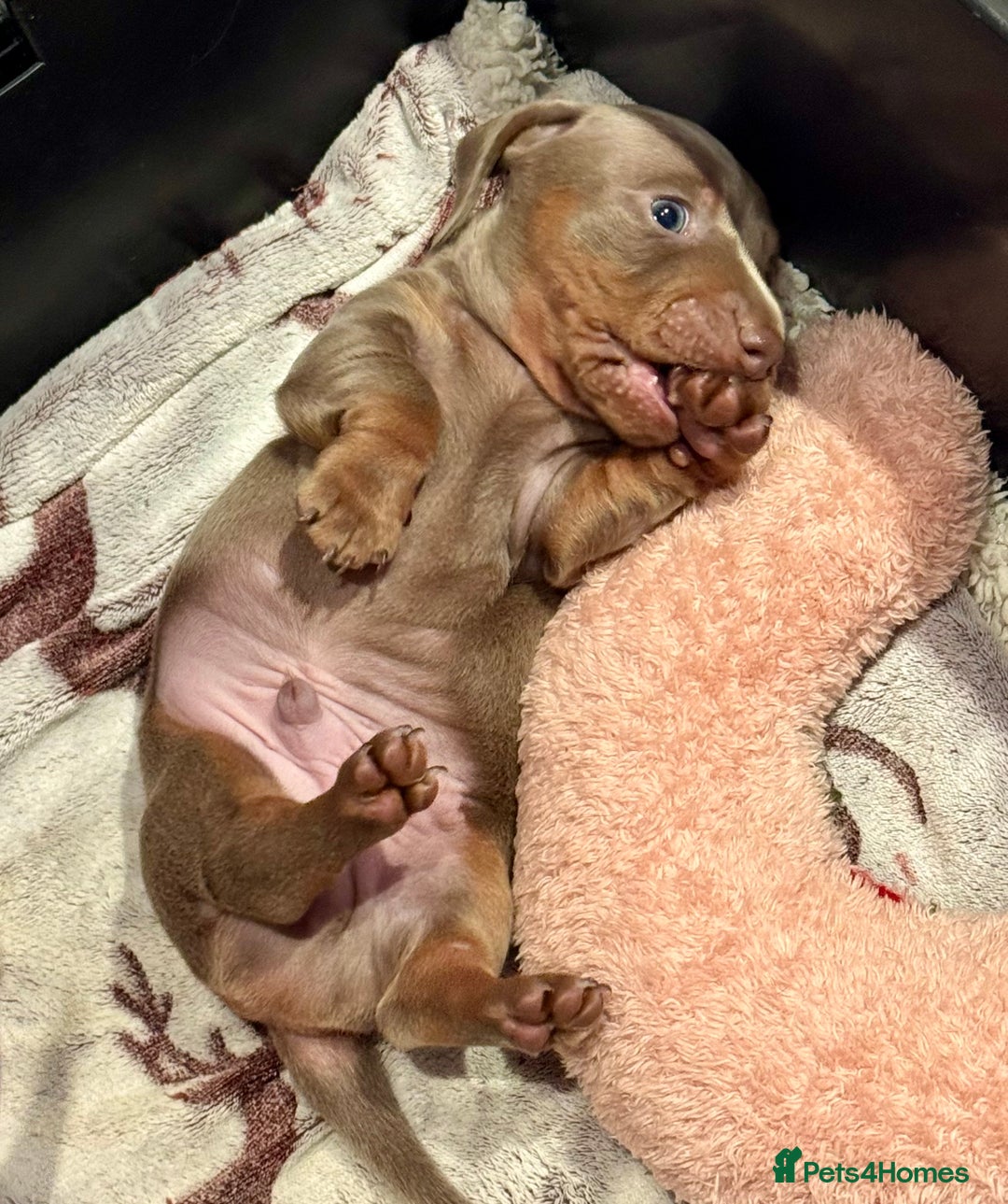 Dachshund dogs for sale: 2 Isabella dachshund puppies  - Image 9