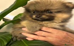 Pomeranian dogs for sale: Kc reg. Show quality 3 Pomeranian girls - Image 18