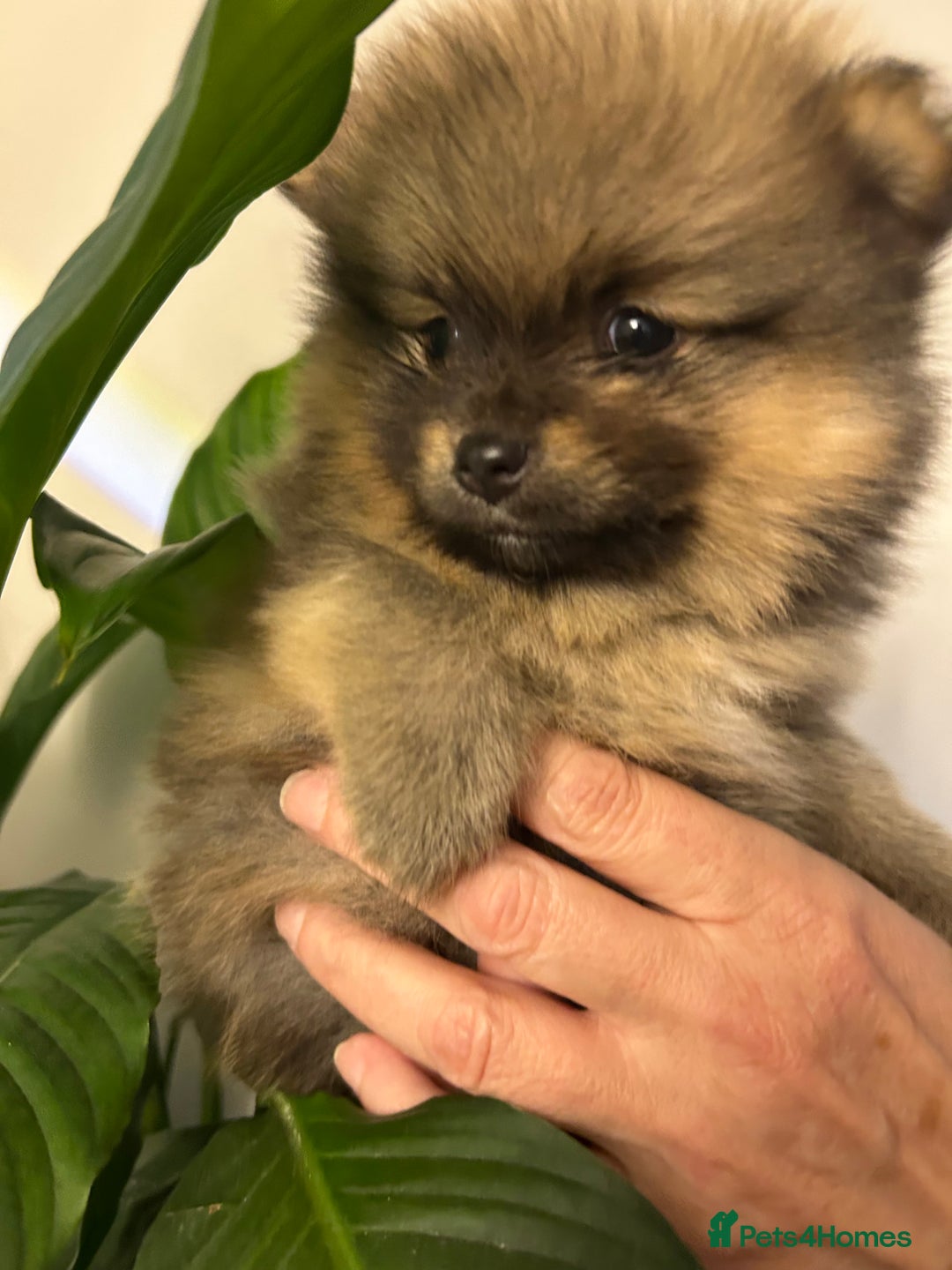 Pomeranian dogs for sale: Kc reg. Show quality 3 Pomeranian girls - Image 18