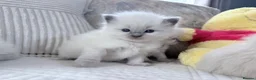 Ragdoll cats for sale: Blue Point Ragdoll Kittens for sale - Advert 3