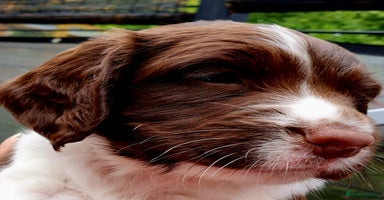 English Springer Spaniel dogs - Advert 2