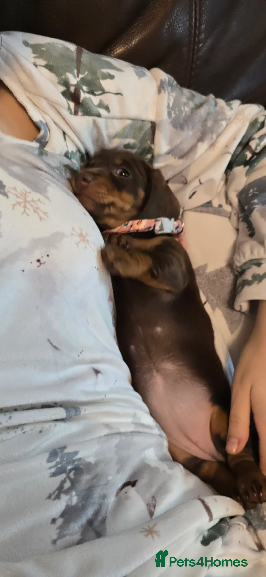 Miniature Dachshund dogs for sale: KC registered miniature Dachshund 🐶  - Advert 35