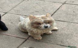 Chow Chow dogs for sale: 2 Beautiful Male Chow Chow Puppies for sale  - Image 5