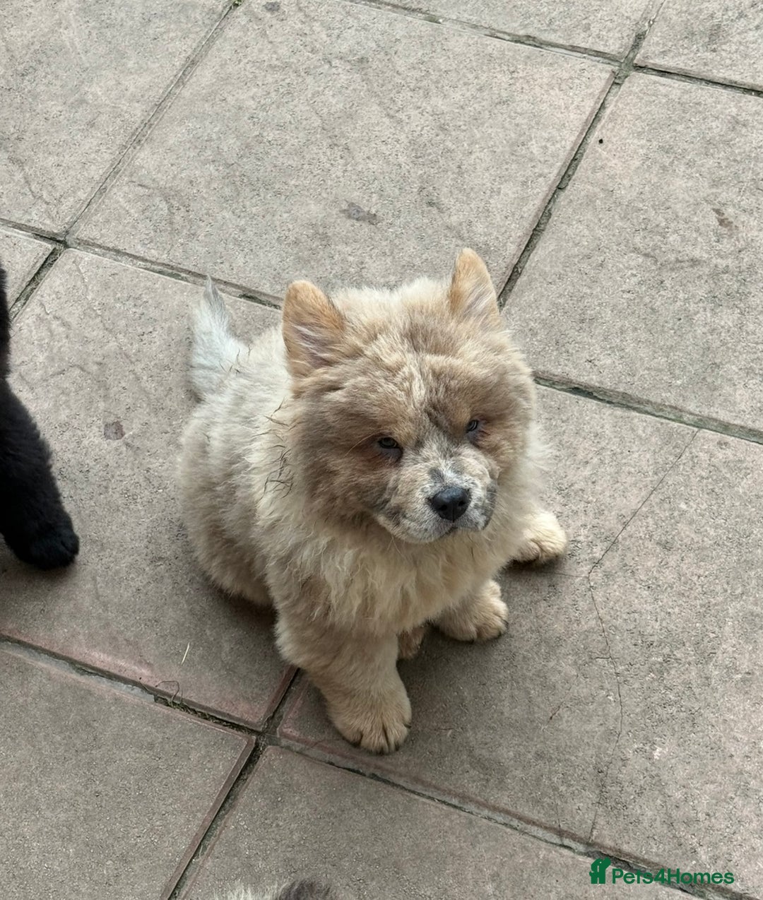 Chow Chow dogs for sale: 2 Beautiful Male Chow Chow Puppies for sale  - Image 5