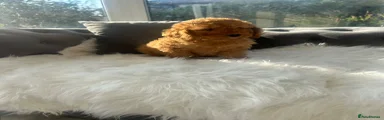 Cockapoo 4