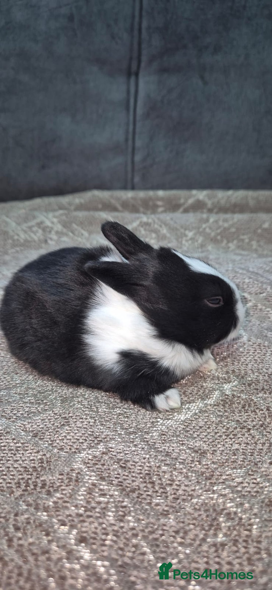 Tri Coloured Dutch rabbits for sale: They are 22 days old and mix Dutch and Rex  - Advert 22