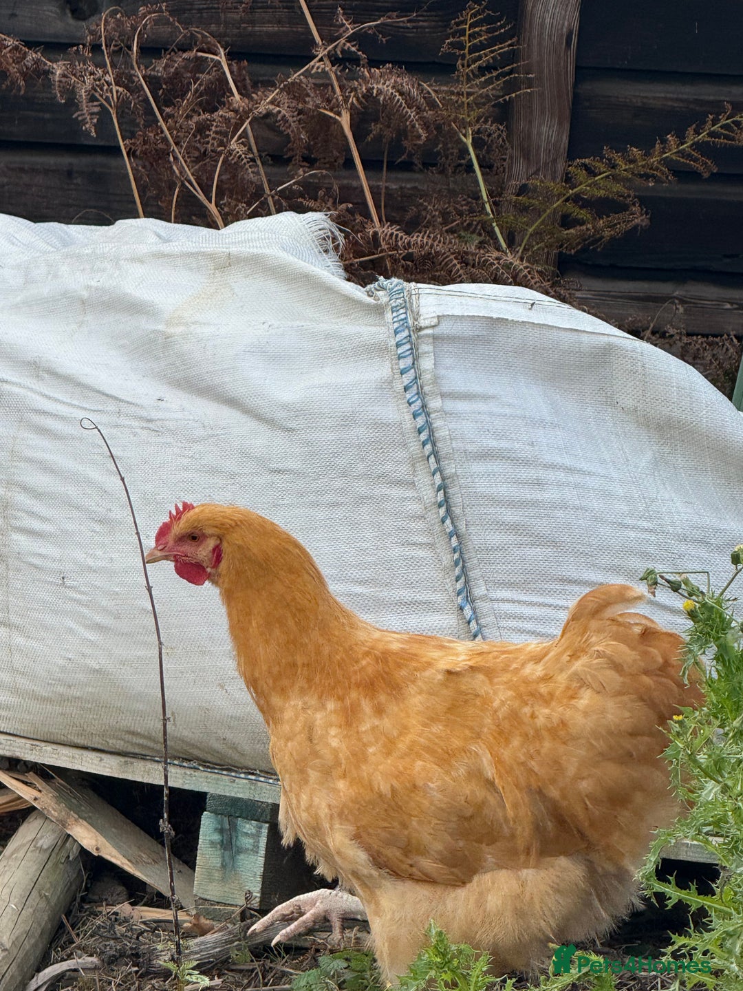 Chickens poultry for sale: Laying hens for sale - Image 3