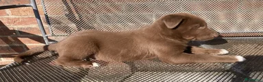 Australian Kelpie 2