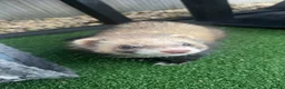 Ferret rodents for sale: x2 male ferrets  in Wakefield - Advert 2