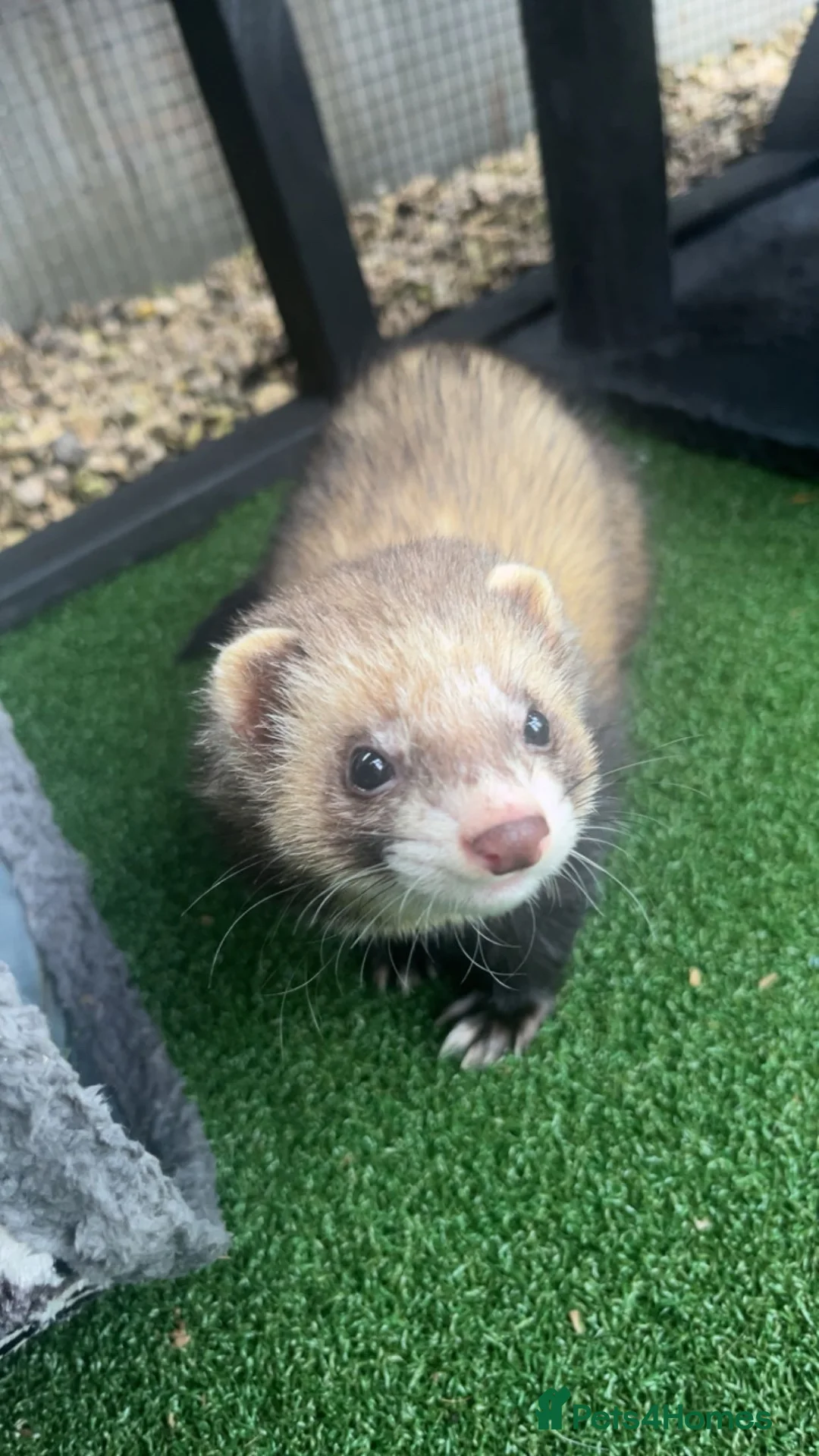 Ferret rodents for sale: x2 male ferrets  in Wakefield - Advert 2