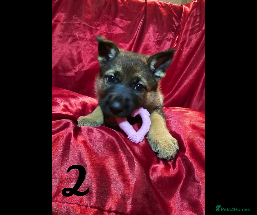 Mixed Breed dogs for sale: German Shepherd x Akita puppies - READY IN JANUARY - Advert 4