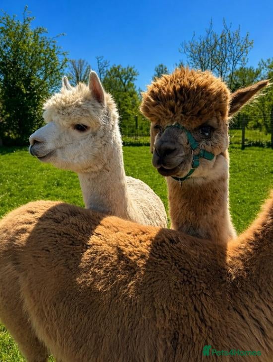 Alpaca livestock 4X Alpacas and trailer included - Advert 2