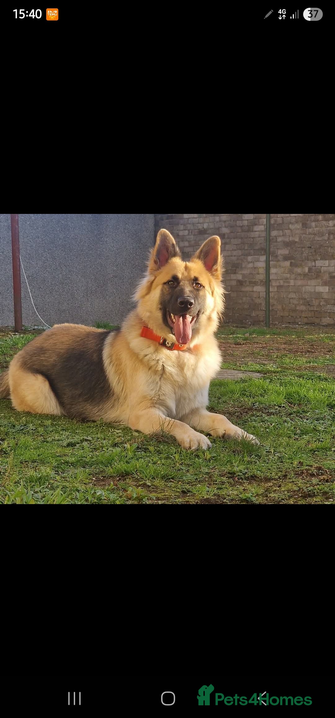 German Shepherd dogs Beautiful male stud  - Advert 1
