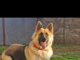 German Shepherd dogs Beautiful male stud - Advert 5