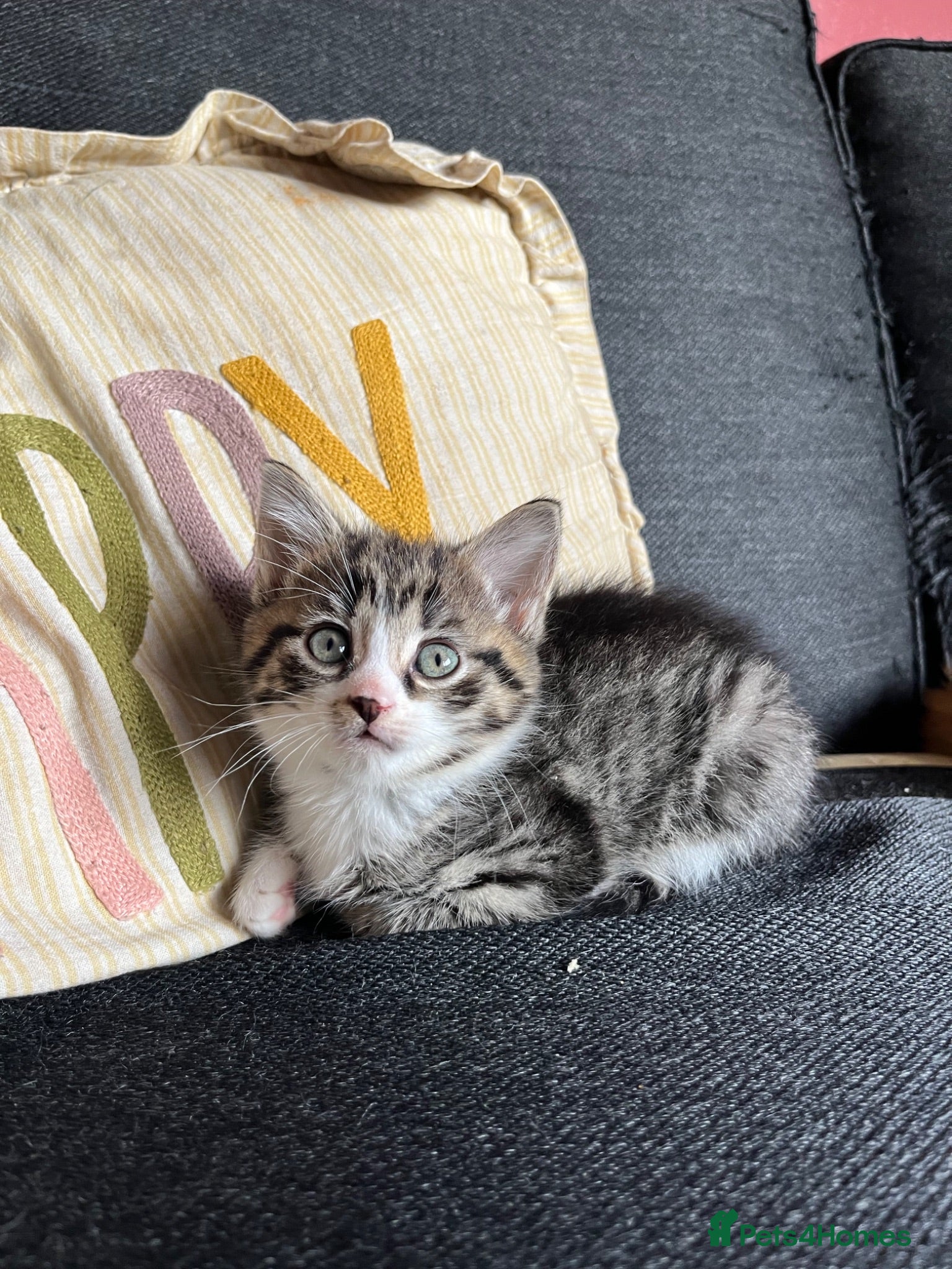 Mixed Breed cats One gorgeous girlie left for sale - Advert 14