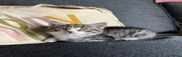Mixed Breed cats for sale: One gorgeous girlie left for sale - Advert 1